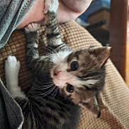 Tiger is registered to the contest to win money with this photo: animal, arm, brown, cat, climbing, close_up, cushion, cute, domestic_cat, furry, gray_shirt, indoor, kitten, person, pet, tabby, texture, whiskers, white_paws, young