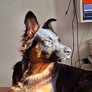 Mango a rejoint le concours — aidez-le/la à gagner de superbes lots ! dog, indoor, sunlight, black_and_brown_fur, pet, animal, ears, closeup, portrait, relaxed, looking_away, wall, shelf, cords, furniture, calm, domestic, mammal, companion, window_light