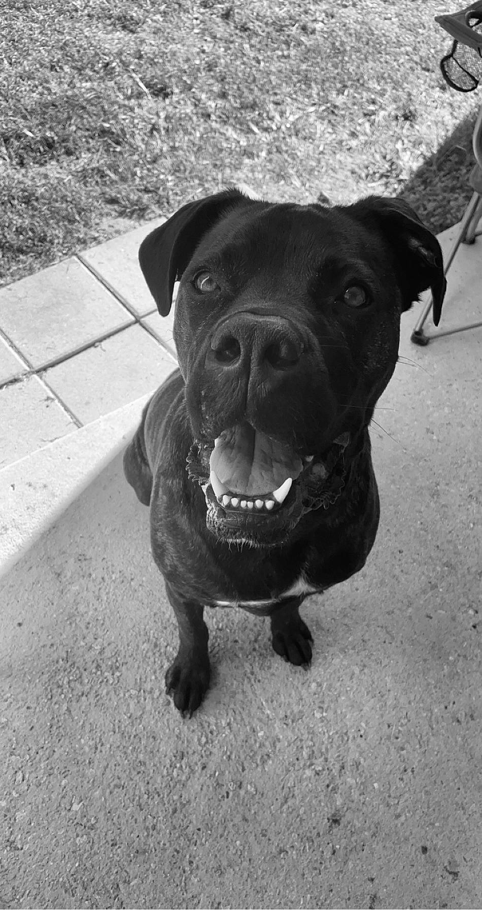 Kane joined the competition — help win amazing prizes! canidae, carnivore, companion_dog, dog, dog_breed, floor, guard_dog, iris, mammal, molosser, skin, snout, sporting_group, tile, whiskers, working_animal, working_dog