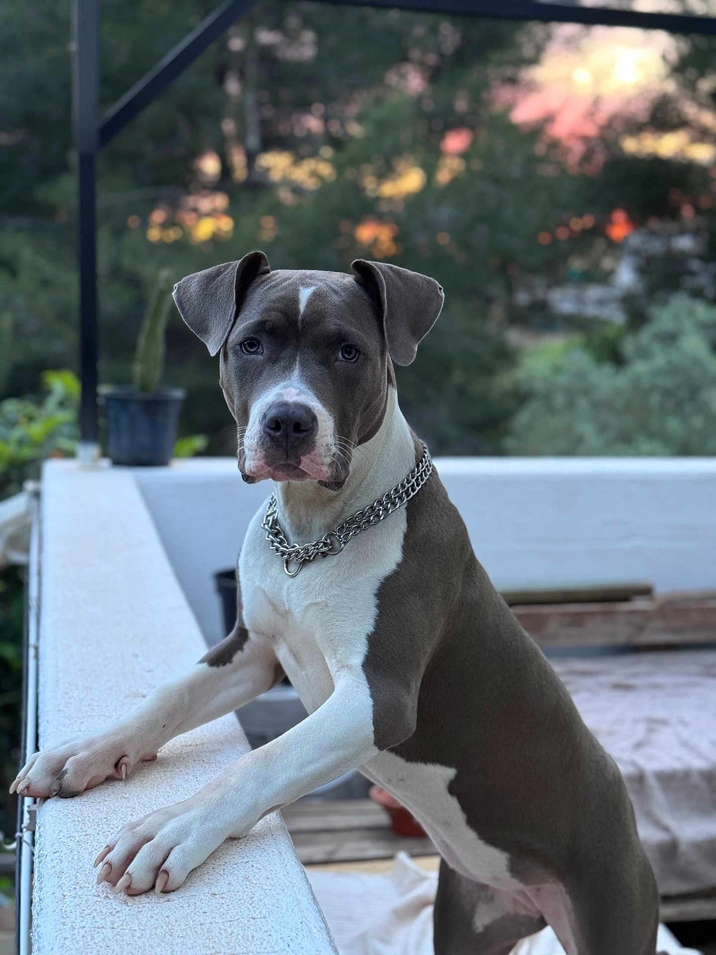 Raïya a rejoint le concours — aidez-le/la à gagner de superbes lots ! dog, pet, animal, outdoor, railing, chain_collar, sunset, nature, blurred_background, portrait, canine, white_and_gray, fence, paw, ears, alert, standing, garden, cactus, wooden_bench