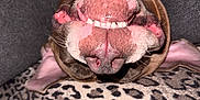 Raïya participe au concours pour gagner de l'argent avec cette photo : dog, smiling, upside_down, teeth, nose, leopard_print, blanket, chain_collar, ears, fur, tongue, pet, animal, canine, closeup, indoor, couch, cute, happy, playful