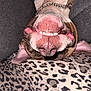 dog, smiling, upside_down, teeth, nose, leopard_print, blanket, chain_collar, ears, fur, tongue, pet, animal, canine, closeup, indoor, couch, cute, happy, playful