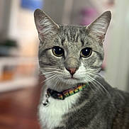 Marley is registered to the contest to win money with this photo: cat, tabby_cat, indoor, pet, close_up, feline, collar, whiskers, ears, fur, domestic_cat, animal, portrait, curious, yellow_eyes, soft_background, focused, cute, alert, sitting