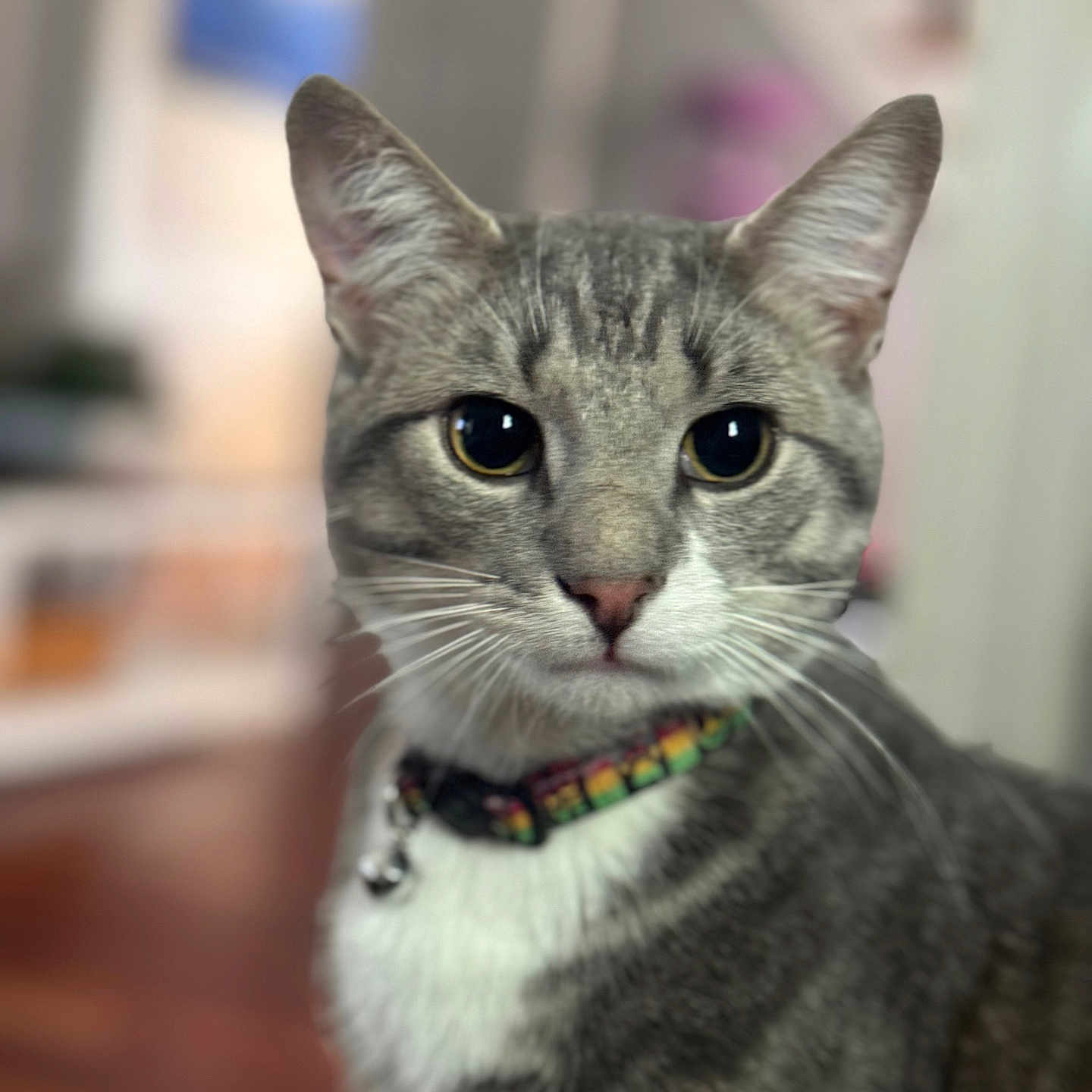Marley is registered to the contest to win money with this photo: cat, tabby_cat, indoor, pet, close_up, feline, collar, whiskers, ears, fur, domestic_cat, animal, portrait, curious, yellow_eyes, soft_background, focused, cute, alert, sitting