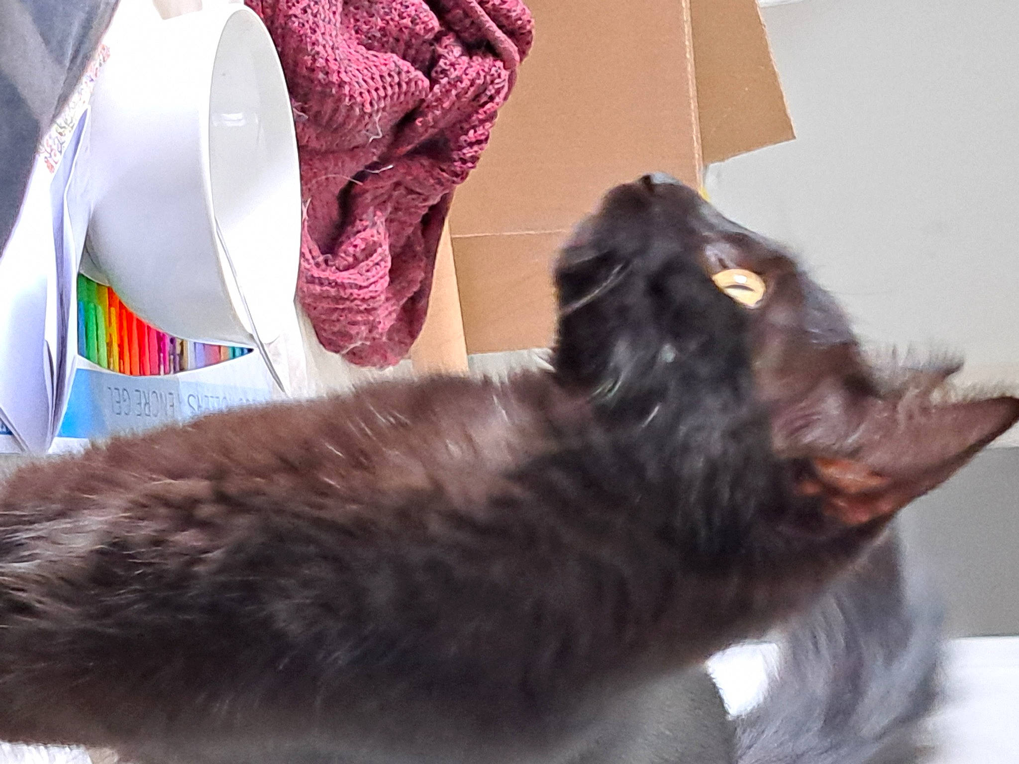 Upsy participe au concours pour gagner de l'argent avec cette photo : black_cat, bombay, canidae, carnivore, cat, claw, comfort, companion_dog, dog_breed, domestic_short_haired_cat, felidae, fur, liver, paw, shipping_box, small_to_medium_sized_cats, tail, whiskers