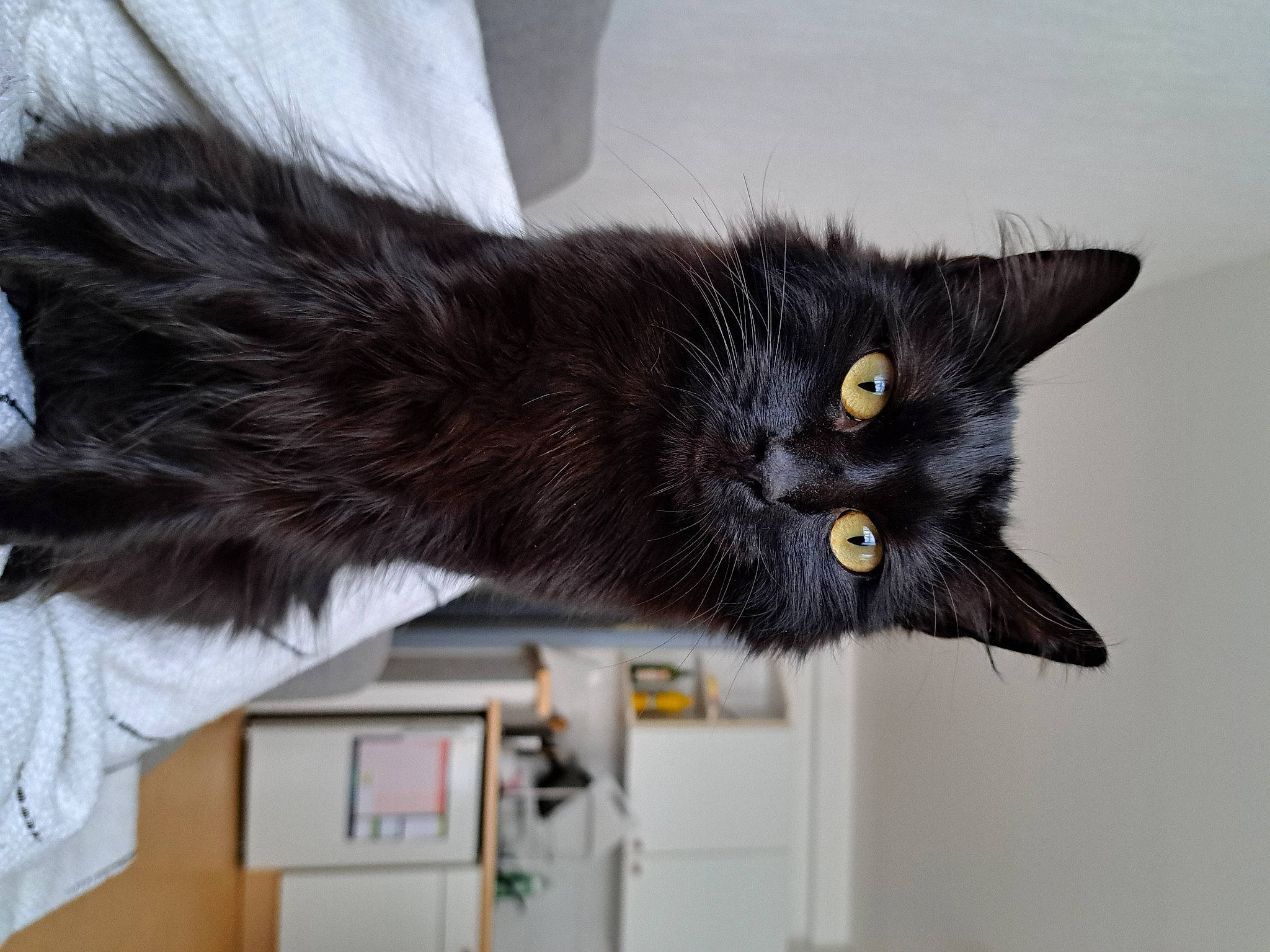 Upsy participe au concours pour gagner de l'argent avec cette photo : black_cat, carnivore, cat, claw, domestic_short_haired_cat, felidae, fur, grey, plant, small_to_medium_sized_cats, tail, tree, whiskers, wood