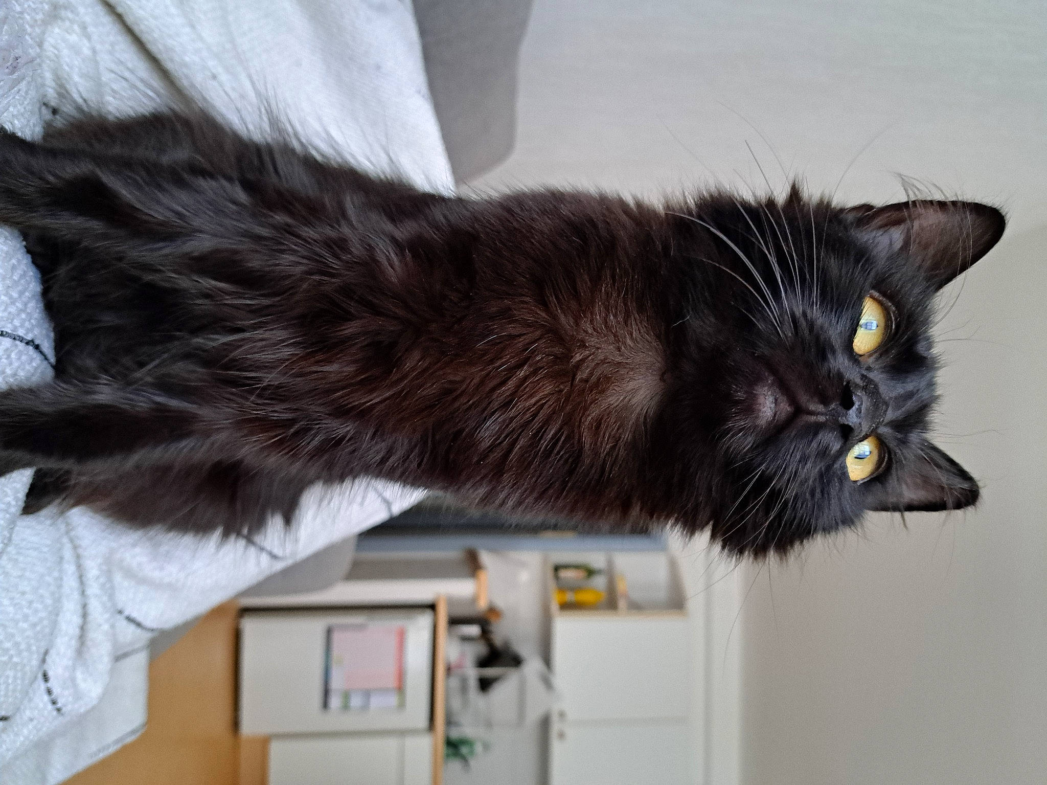 Upsy participe au concours pour gagner de l'argent avec cette photo : black_cat, bombay, carnivore, cat, claw, domestic_short_haired_cat, felidae, fur, grey, plant, small_to_medium_sized_cats, snout, tail, terrestrial_animal, whiskers, window