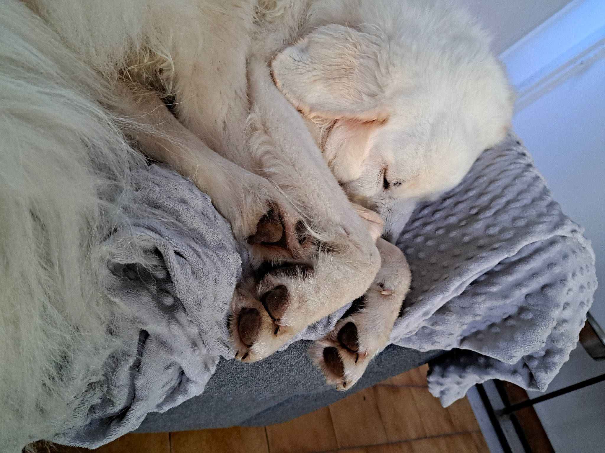 Haku participe au concours pour gagner de l'argent avec cette photo : art, fur, grey, natural_material, rock, sculpture, wood