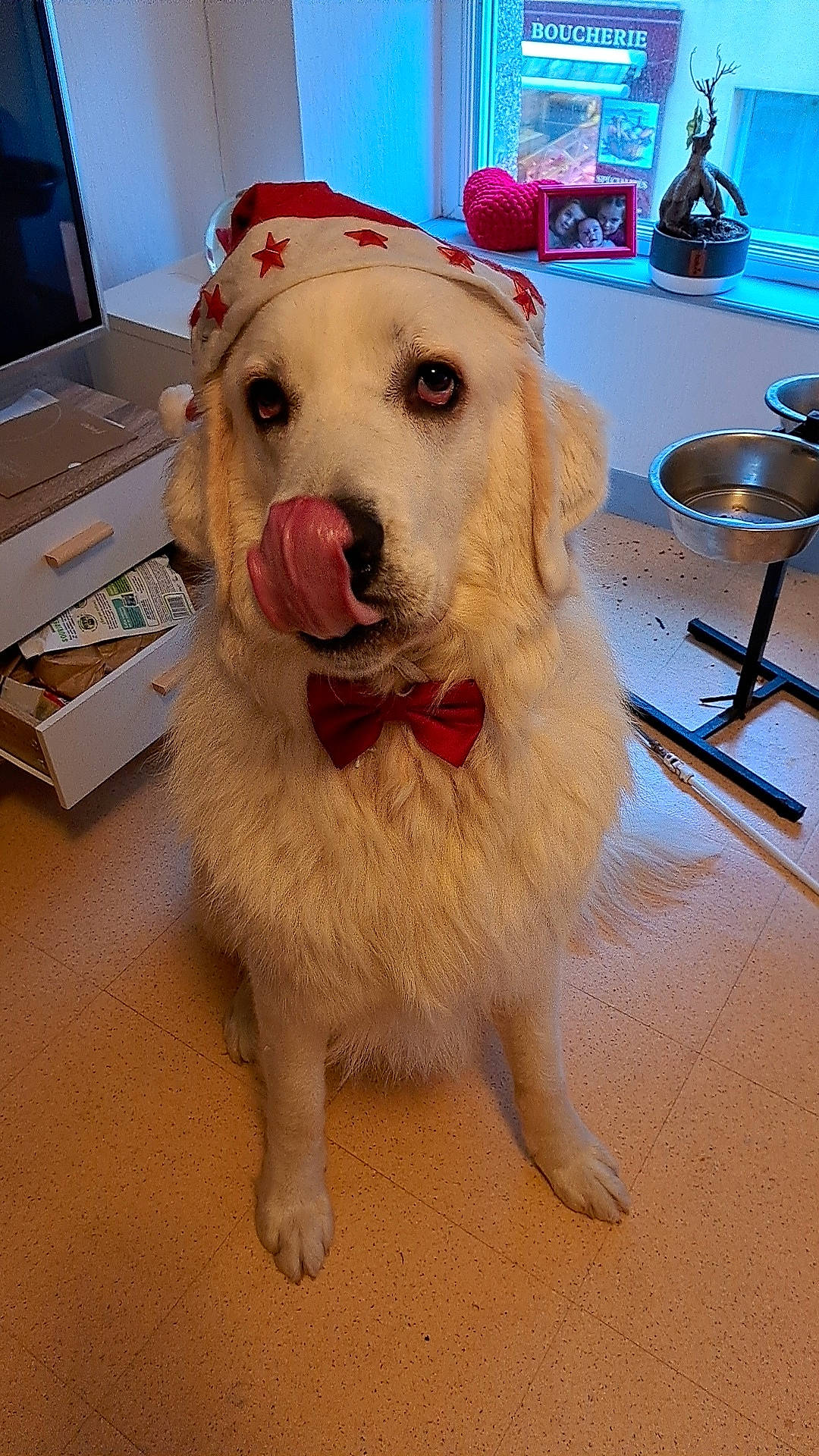 Haku a rejoint le concours — aidez-le/la à gagner de superbes lots ! canidae, companion_dog, computer_keyboard, dog, dog_breed, dog_supply, fawn, flooring, fur, golden_retriever, hat, home_appliance, kitchen_appliance, kitchen_utensil, office_supplies, pet_supply, tableware, whiskers, wine_glass, working_animal