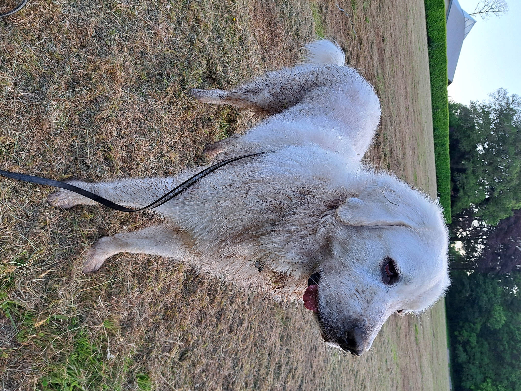 Haku a rejoint le concours — aidez-le/la à gagner de superbes lots ! _geese_and_swans, beak, bird_of_prey, canidae, cockatoo, dog_breed, ducks, feather, grass, marsupial, parrot, rabbits_and_hares, seabird, snout, sporting_group, tail, terrestrial_animal, tree, water_bird, wildlife