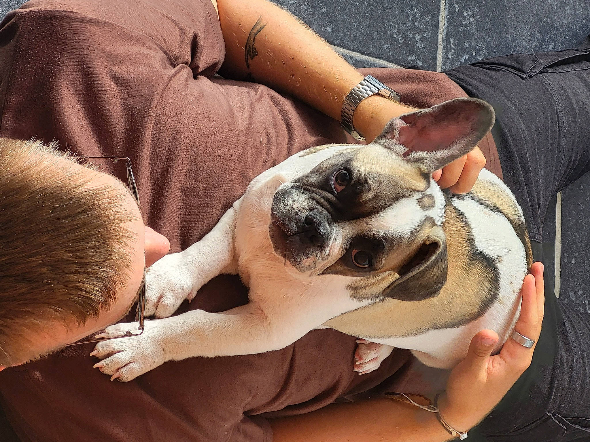 Pablo participe au concours pour gagner de l'argent avec cette photo : carnivore, comfort, companion_dog, dog, dog_breed, ear, eyewear, fawn, gesture, hand, happy, leg, nail, snout, sunglasses, toy_dog, vertebrate, whiskers, working_animal, wrinkle