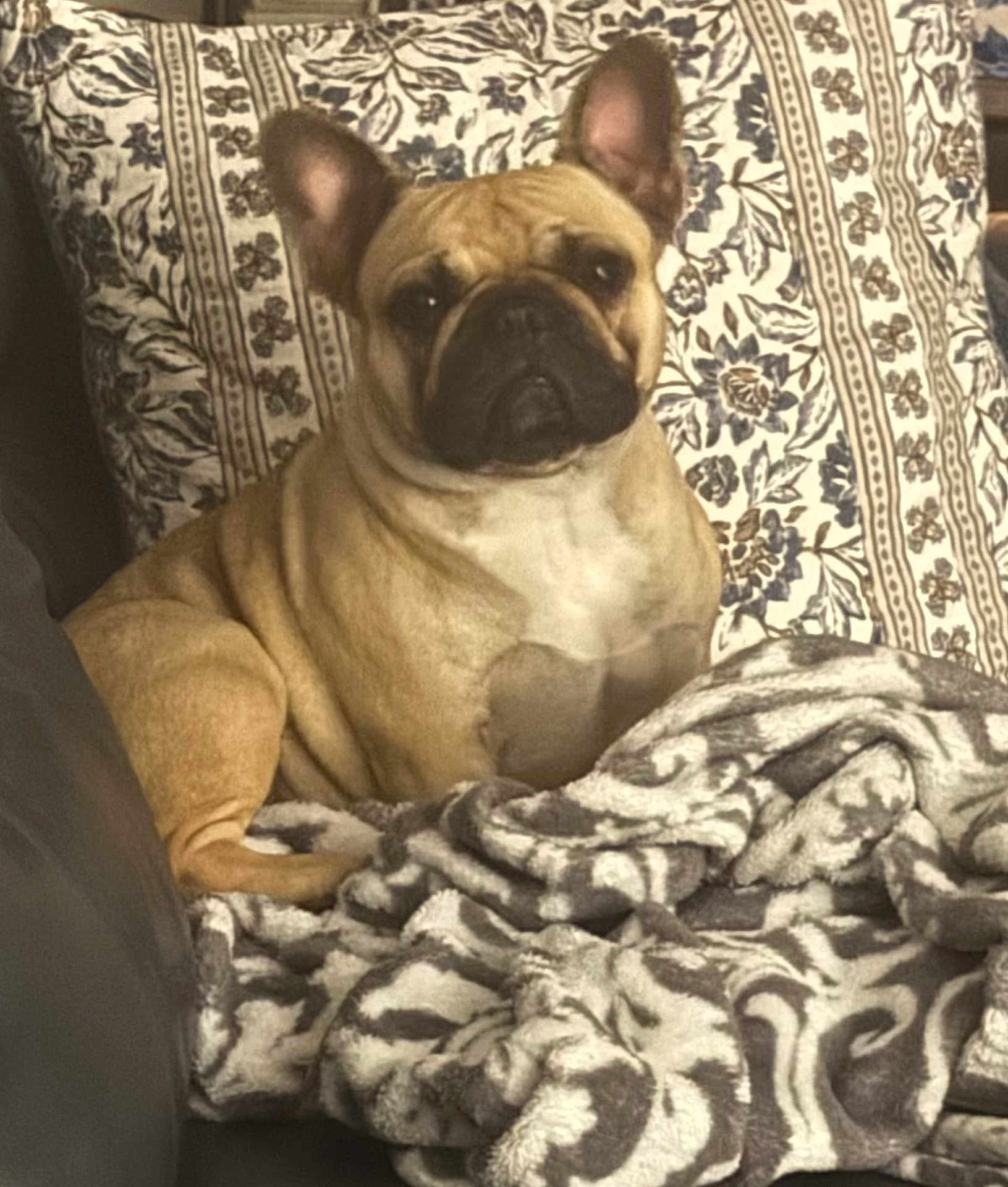 Lucy joined the competition — help win amazing prizes! dog, french_bulldog, tan, pet, blanket, patterned_blanket, floral_pillow, couch, indoor, animal, sitting, relaxed, fur, ears, face, snout, companion, domestic_animal, cozy, resting