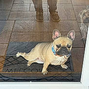 Lucy joined the competition — help win amazing prizes! dog, french_bulldog, doorway, glass_door, reflection, person, legs, shoes, mat, tile_floor, sitting, pet, animal, indoor, curious, funny_pose, collar, light, shadow, home