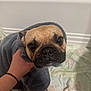 dog, towel, hand, pet, indoor, cute, animal, french_bulldog, wrapped, cozy, looking_at_camera, brown, black_nose, short_hair, paw, floor, blanket, person, home, snuggled