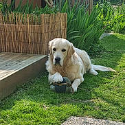 Aslan a rejoint le concours — aidez-le/la à gagner de superbes lots ! animal, backyard, ball, chew_toy, cream_coat, dog, fence, fluffy, garden, golden_retriever, grass, long_fur, lying_down, outdoor, pathway, pet, plants, sitting, sunlight, toy