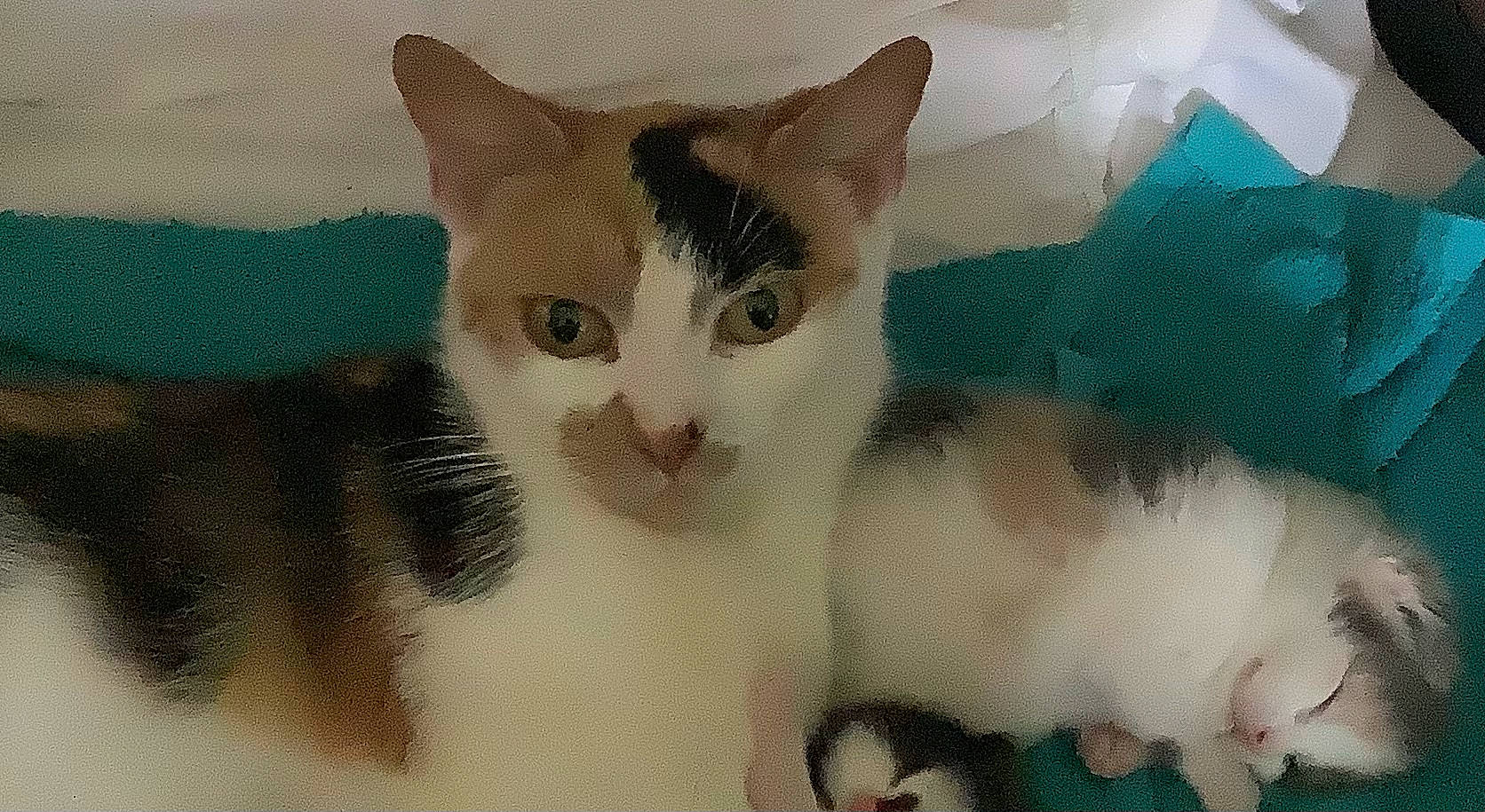 Dandelion is registered to the contest to win money with this photo: carnivore, cat, domestic_short_haired_cat, felidae, fur, paint, pattern, pet_supply, small_to_medium_sized_cats, snout, tail, whiskers