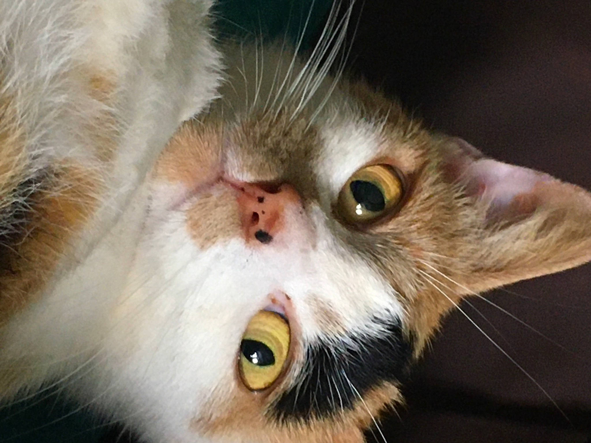 Dandelion joined the competition — help win amazing prizes! carnivore, cat, claw, close_up, domestic_short_haired_cat, ear, eye, face, fawn, felidae, fur, head, human_body, iris, nose, paw, plant, small_to_medium_sized_cats, snout, whiskers