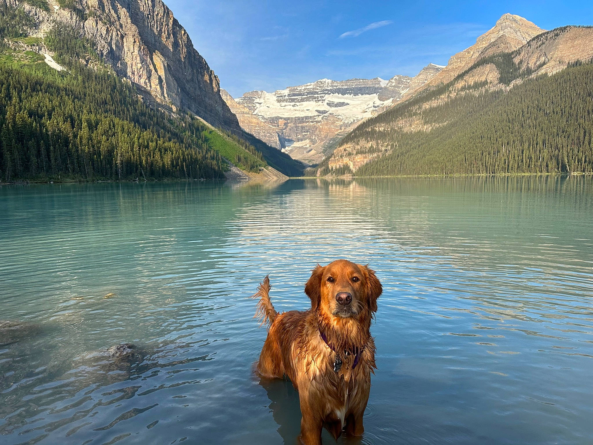 Kosa is registered to the contest to win money with this photo: carnivore, cloud, companion_dog, dog, dog_breed, fawn, gun_dog, hill, lake, landscape, morning, mountain, mountain_range, natural_landscape, sky, valley, water, water_resources, watercourse, working_animal