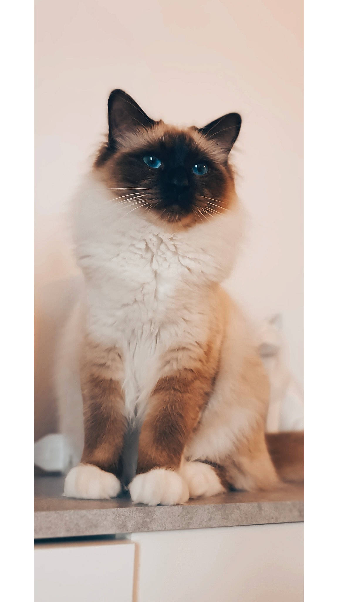 Chelsea a rejoint le concours — aidez-le/la à gagner de superbes lots ! birman, carnivore, cat, comfort, fawn, felidae, fur, paw, rectangle, siamese, sitting, small_to_medium_sized_cats, snout, symmetry, terrestrial_animal, thai, whiskers, window
