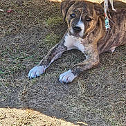 Marley is registered to the contest to win money with this photo: puppy, dog, brindle, white_paws, lying_down, grass, outdoor, curious, pet, young_dog, ears, snout, collar, animal, canine, nature, sunlight, playful, fur, resting