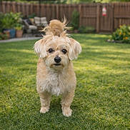 Oliver is registered to the contest to win money with this photo: dog, pet, grass, lawn, outdoor, backyard, fence, garden, potted_plants, canine, animal, fur, small_dog, standing, nature, daylight, summer, cute, domestic_animal, yard