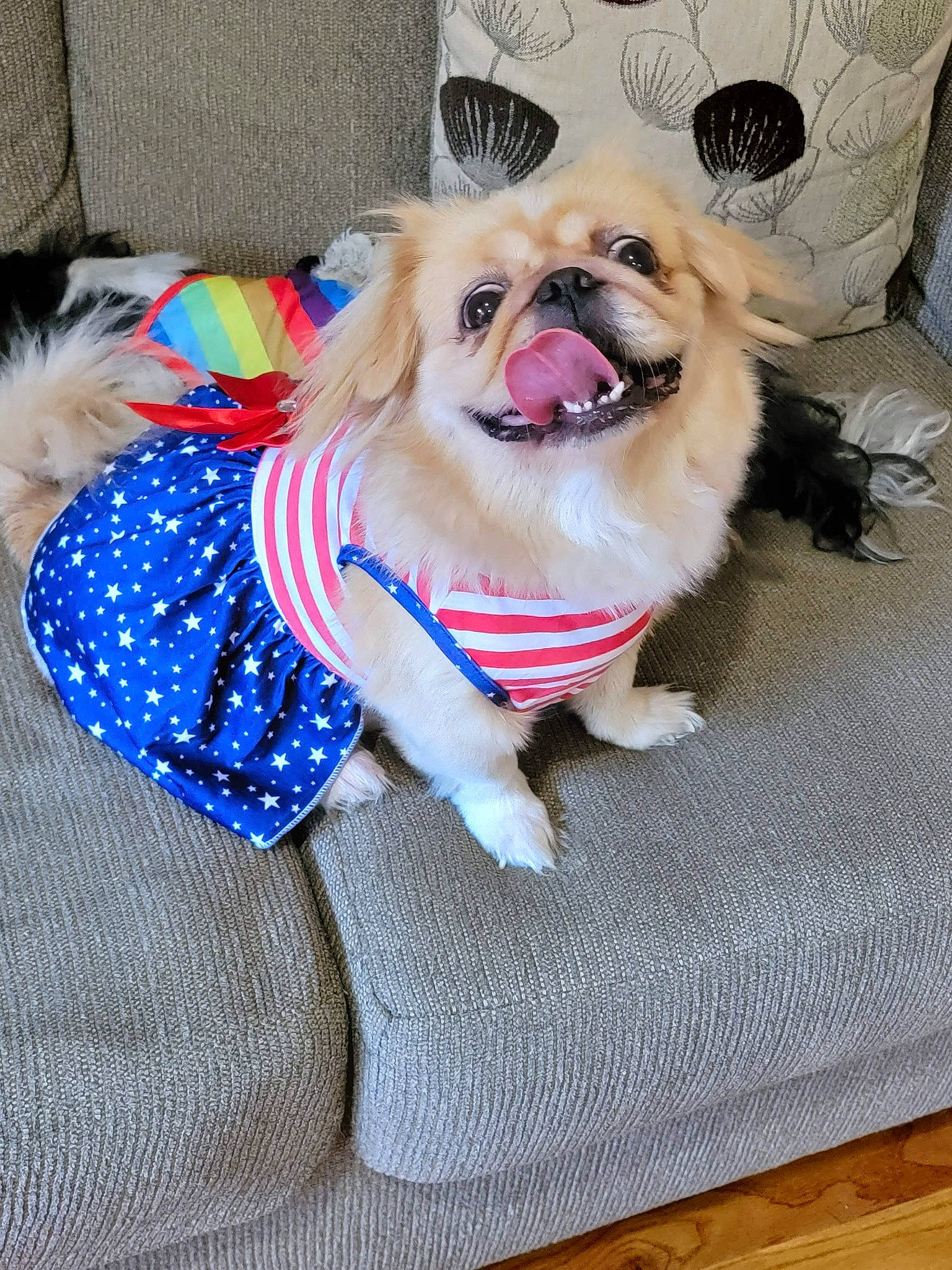 Bella joined the competition — help win amazing prizes! carnivore, collar, companion_dog, dog, dog_breed, dog_clothes, dog_collar, dog_supply, eyewear, fawn, fur, leash, pattern, pet_supply, pomeranian, snout, sporting_group, sunglasses, textile, toy_dog