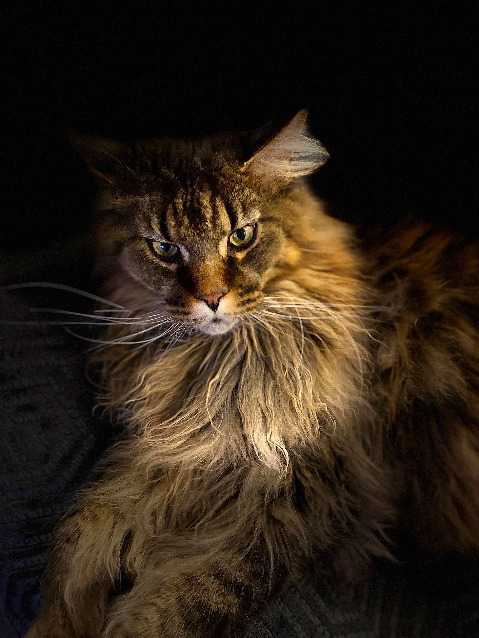 Oxford participe au concours pour gagner de l'argent avec cette photo : asian_semi_longhair, british_semi_longhair, carnivore, cat, cymric, domestic_long_haired_cat, felidae, fur, kitten, maine_coon, mammal, norwegian_forest_cat, pixie_bob, ragamuffin, siberian, small_to_medium_sized_cats, tabby_cat, whiskers, wild_cat