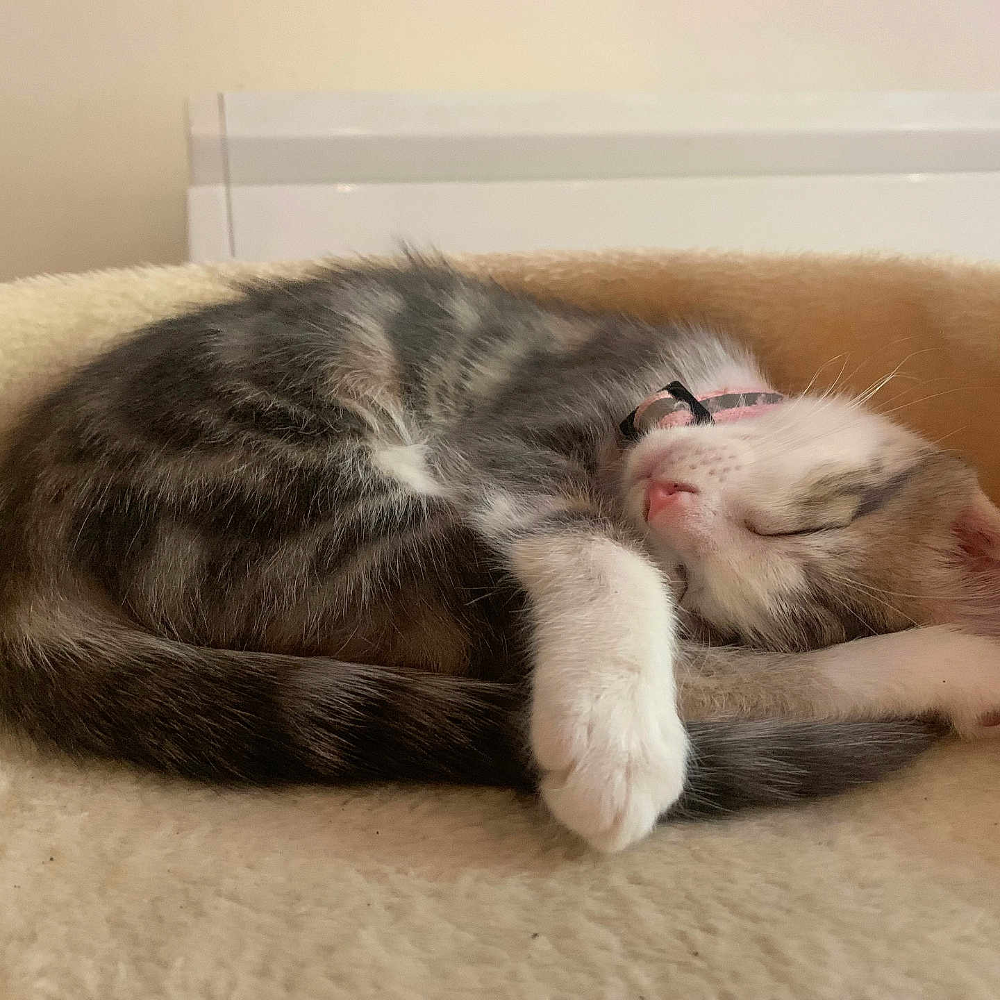 Bianca participe au concours pour gagner de l'argent avec cette photo : cat, kitten, sleeping, sleepy, curled_up, paw, fur, white_fur, gray_fur, pink_nose, pink_collar, pet, animal, cozy, bed, blanket, indoor, relaxed, cute, nap