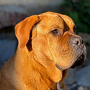 Nala participe au concours pour gagner de l'argent avec cette photo : dog, brown_dog, mastiff, canine, pet, animal, portrait, close_up, face, head, short_hair, floppy_ears, brown_fur, black_nose, eyes, outdoor, sunlight, serious, standing, blurred_background