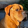 dog, brown_dog, mastiff, canine, pet, animal, portrait, close_up, face, head, short_hair, floppy_ears, brown_fur, black_nose, eyes, outdoor, sunlight, serious, standing, blurred_background
