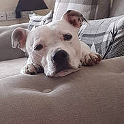 Kyah joined the competition — help win amazing prizes! animal, couch, cozy, dog, domestic_dog, ears, furniture, head, home, indoor, living_room, paw, pet, pillows, plaid, relaxed, resting, sleepy, snout, white_dog