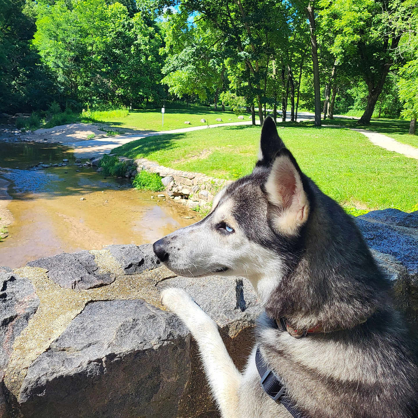 Coop joined the competition — help win amazing prizes! animal, canine, dog, grass, green, grove, husky, land, nature, outdoors, park, pet, plant, pond, rock, slate, tree, treetrunk, vegetation, woodland