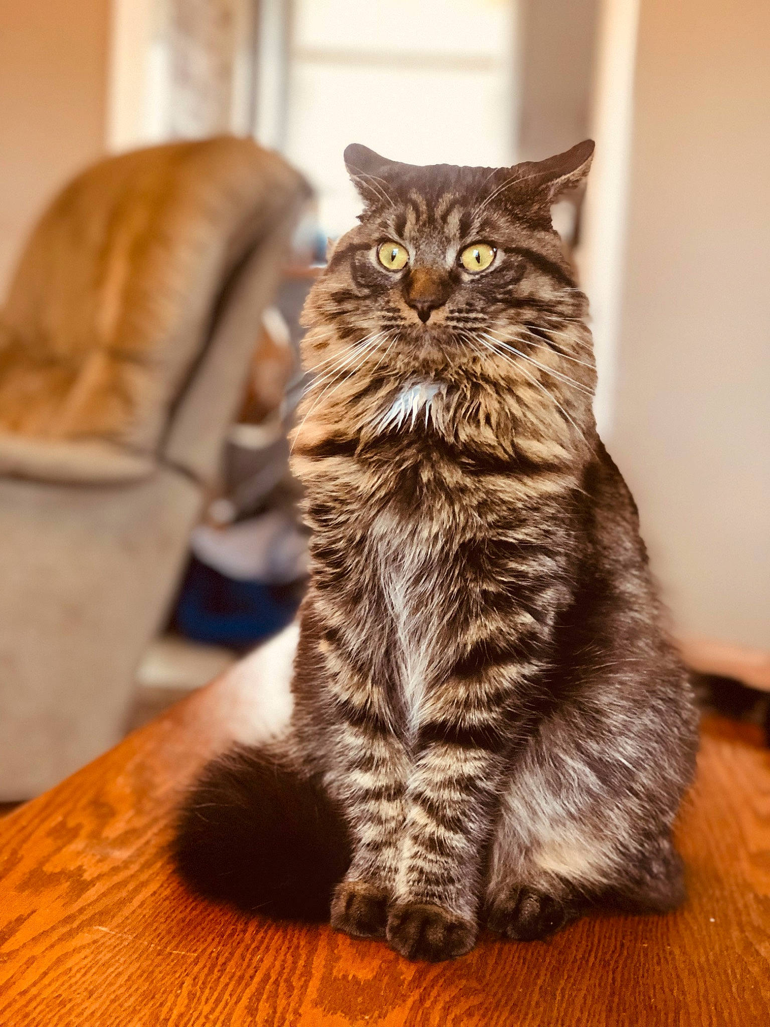 Bebe is registered to the contest to win money with this photo: carnivore, cat, chair, claw, comfort, domestic_short_haired_cat, felidae, flooring, fur, grey, hardwood, paw, sitting, small_to_medium_sized_cats, snout, table, tail, terrestrial_animal, whiskers, wood