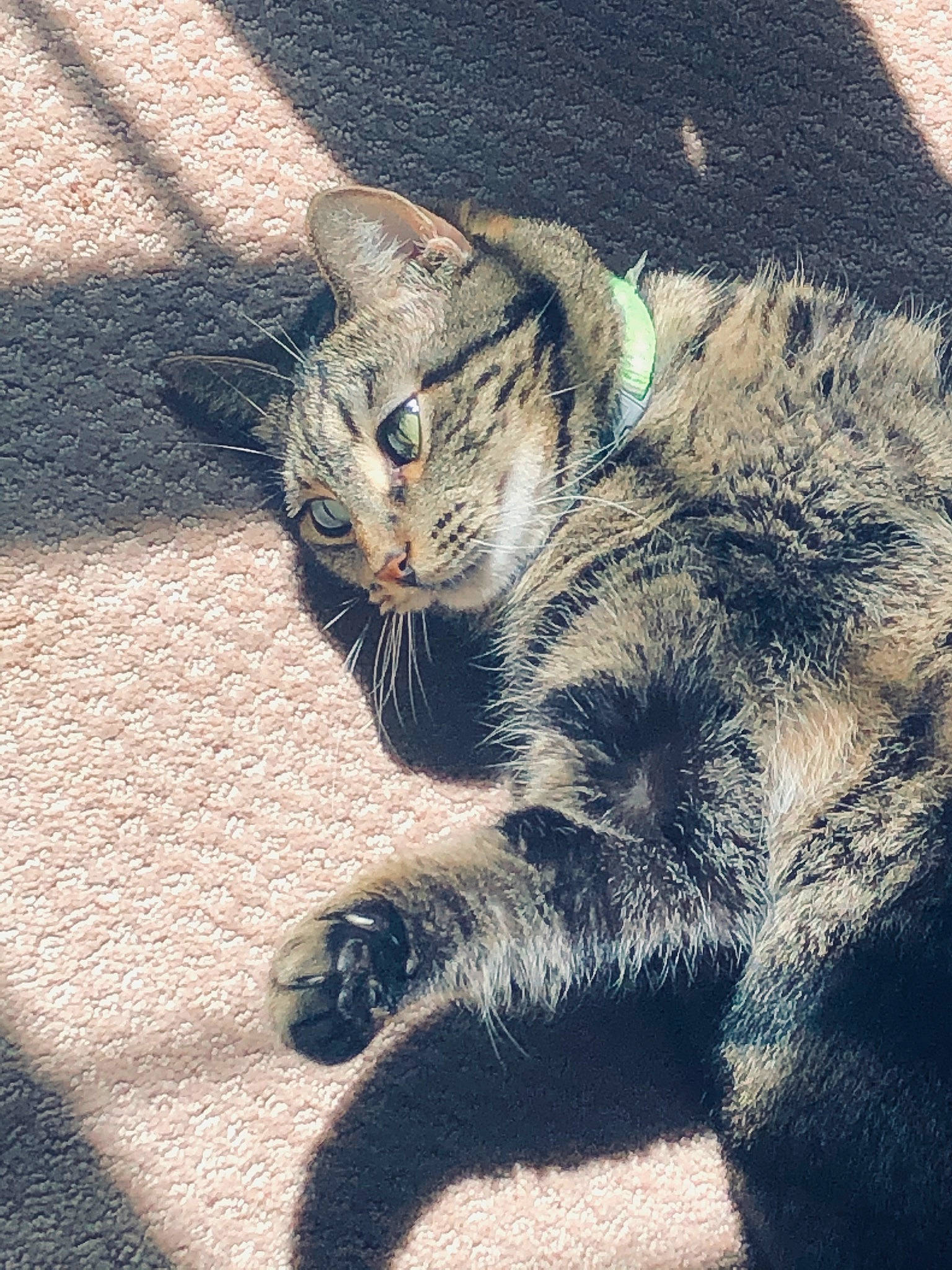 Max is registered to the contest to win money with this photo: asphalt, carnivore, cat, claw, domestic_short_haired_cat, eye, felidae, foot, fur, human_leg, metal, meteorological_phenomenon, paw, road_surface, small_to_medium_sized_cats, snout, tail, terrestrial_animal, tints_and_shades, whiskers