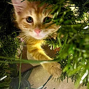 Archie is registered to the contest to win money with this photo: kitten, cat, orange_tabby, christmas_tree, greenery, paw, curious, indoor, closeup, pet, young_animal, holiday, branches, feline, playful, cute, exploration, animal, domestic_cat, nature_indoor