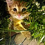 kitten, cat, orange_tabby, christmas_tree, greenery, paw, curious, indoor, closeup, pet, young_animal, holiday, branches, feline, playful, cute, exploration, animal, domestic_cat, nature_indoor
