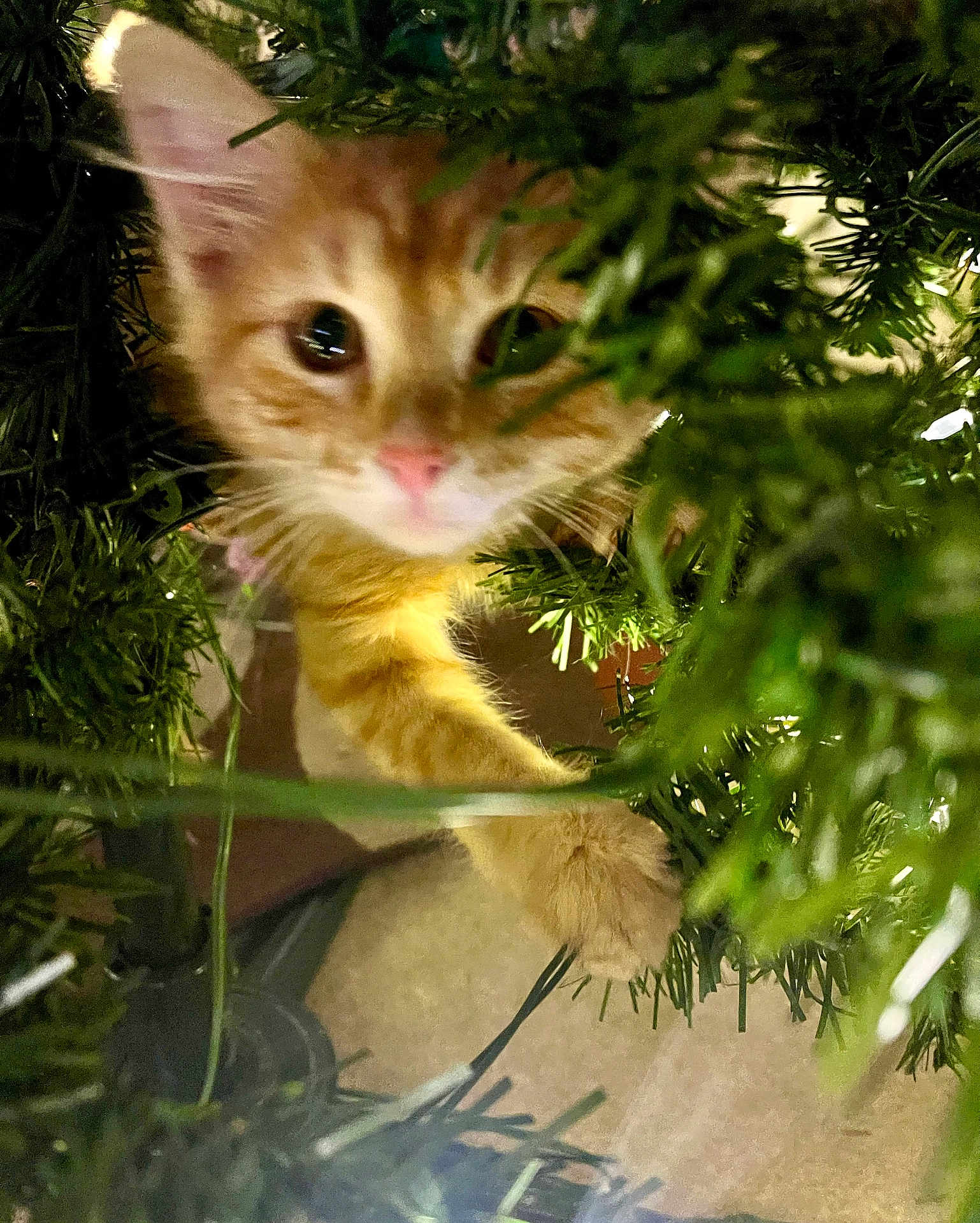 Archie is registered to the contest to win money with this photo: kitten, cat, orange_tabby, christmas_tree, greenery, paw, curious, indoor, closeup, pet, young_animal, holiday, branches, feline, playful, cute, exploration, animal, domestic_cat, nature_indoor