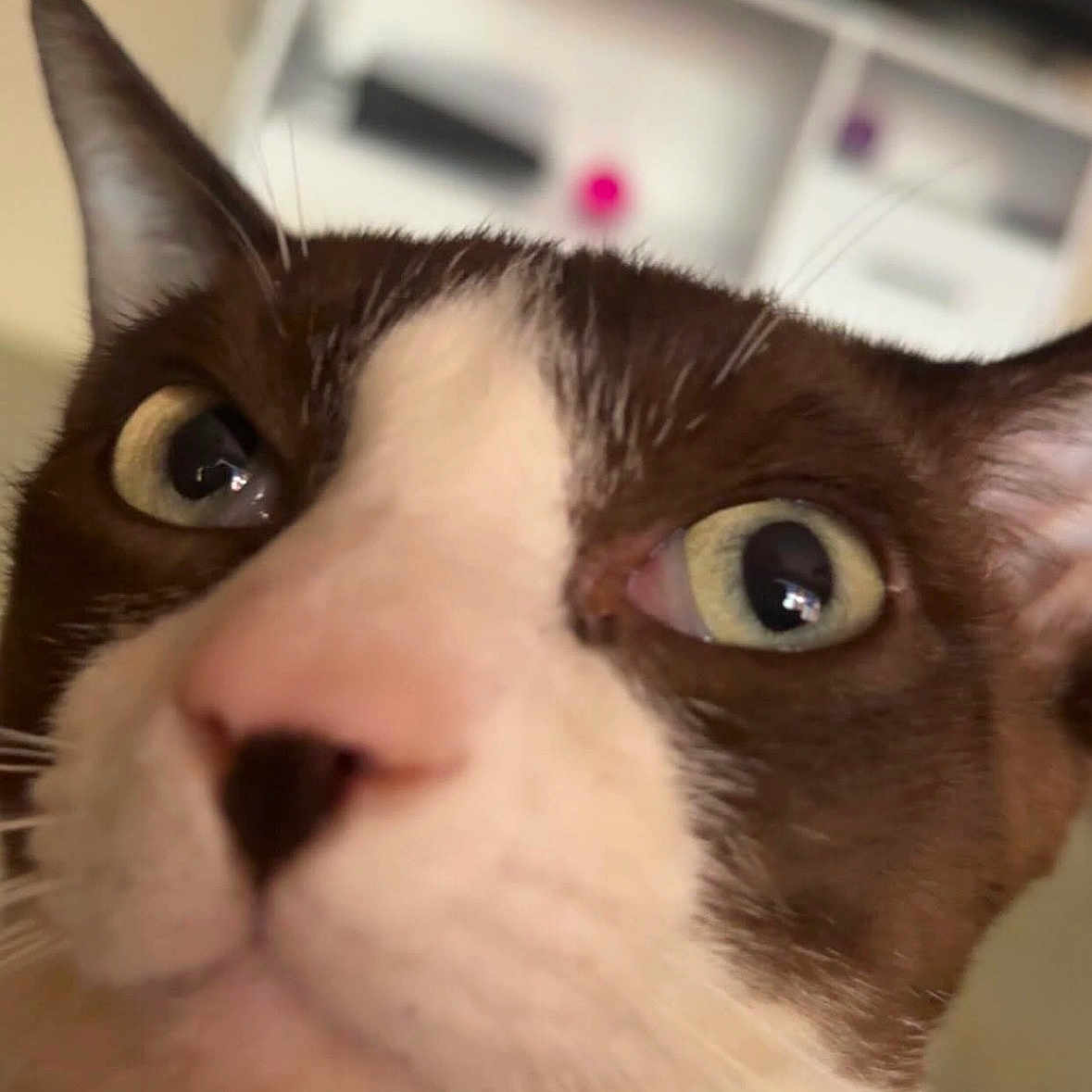 Gizmo