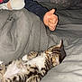 Grizou participe au concours pour gagner de l'argent avec cette photo : bed, blanket, cat, cozy, curious, cute, domestic_animal, fur, glasses, indoor, kitten, nap, paw, person, resting, soft, tabby, thumbs_up, whiskers, young