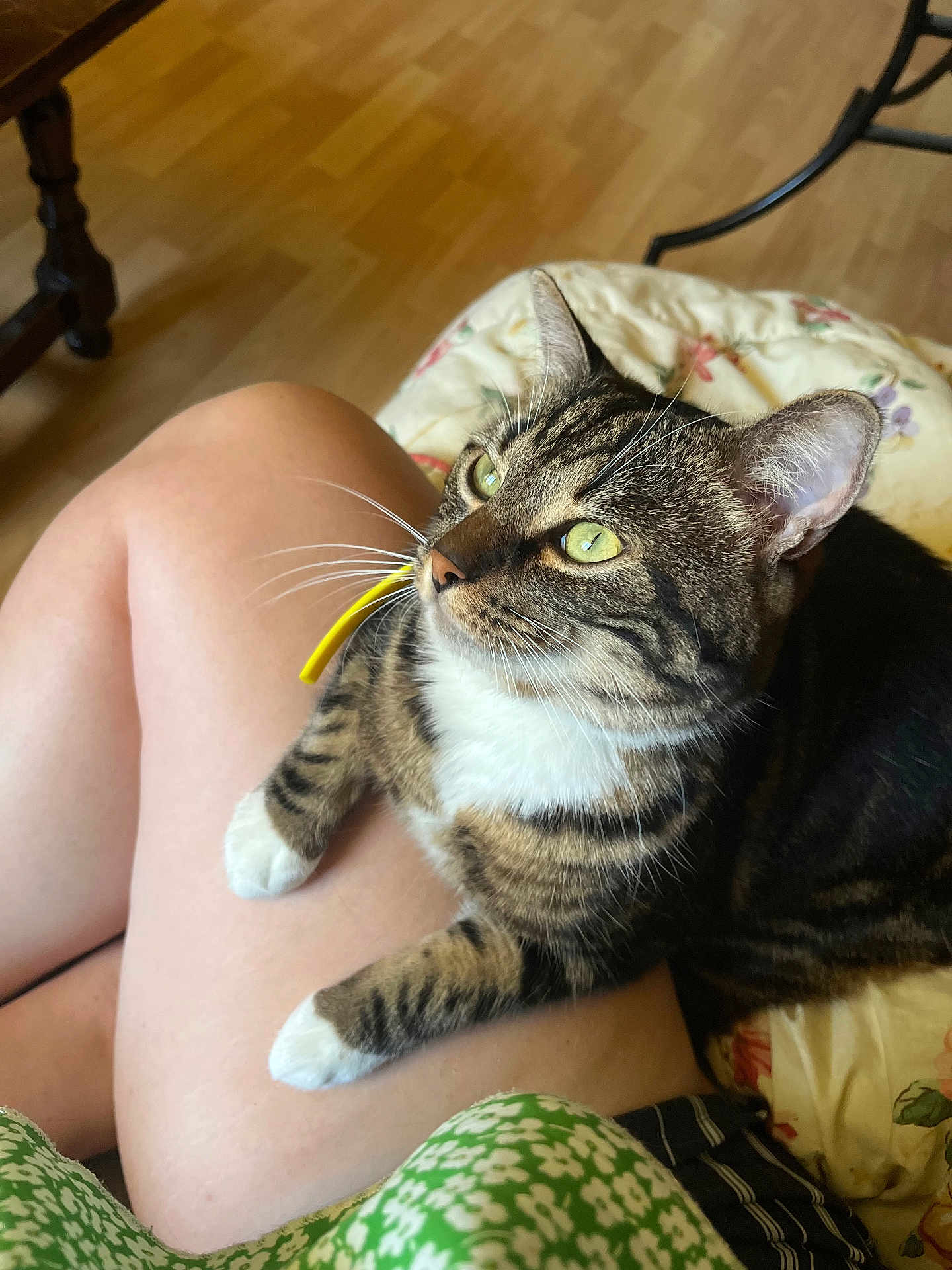Grizou a rejoint le concours — aidez-le/la à gagner de superbes lots ! animal, cat, closeup, comfort, cushion, domestic, feline, floral_dress, green_eyes, indoor, lap, legs, person, pet, relaxing, striped, tabby_cat, whiskers, wooden_floor, yellow_straw