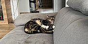 Grizou participe au concours pour gagner de l'argent avec cette photo : cat, couch, cozy, domestic, floor_lamp, furniture, home, houseplant, indoor, interior, kitchen, living_room, modern, pet, refrigerator, relaxation, sleeping, tabby_cat, window, wooden_floor