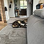 cat, couch, cozy, domestic, floor_lamp, furniture, home, houseplant, indoor, interior, kitchen, living_room, modern, pet, refrigerator, relaxation, sleeping, tabby_cat, window, wooden_floor