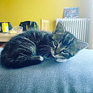 Grizou participe au concours pour gagner de l'argent avec cette photo : animal, cat, chair, cozy, curious, cute, eyes, fur, furniture, indoor, kitten, pet, radiator, resting, small, soft_surface, tabby, whiskers, yellow_wall, young
