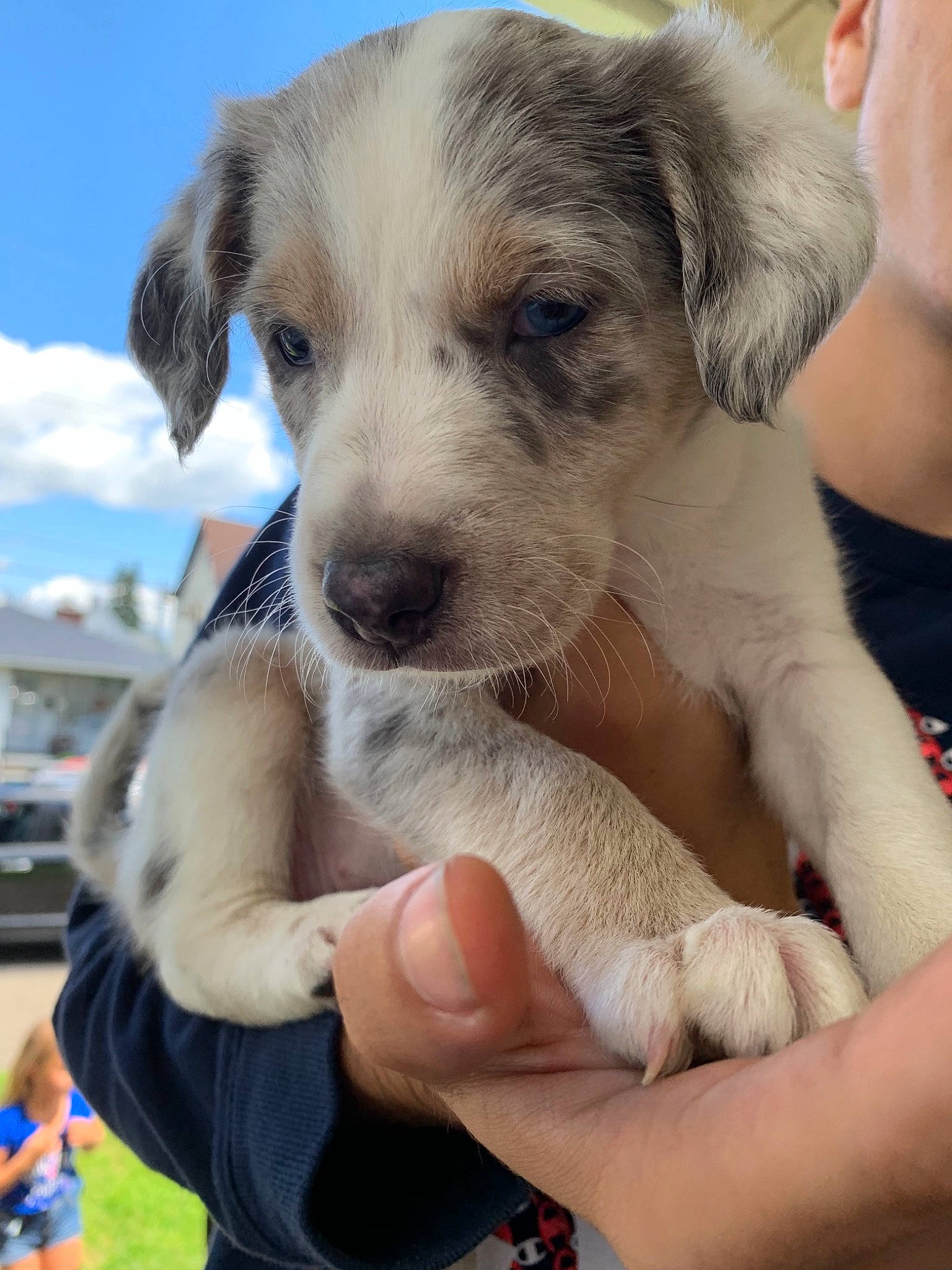 Ivy joined the competition — help win amazing prizes! border_collie, canidae, carnivore, companion_dog, dog, dog_breed, fawn, mammal, puppy, puppy_love, rare_breed_dog, sporting_group, street_dog, vertebrate