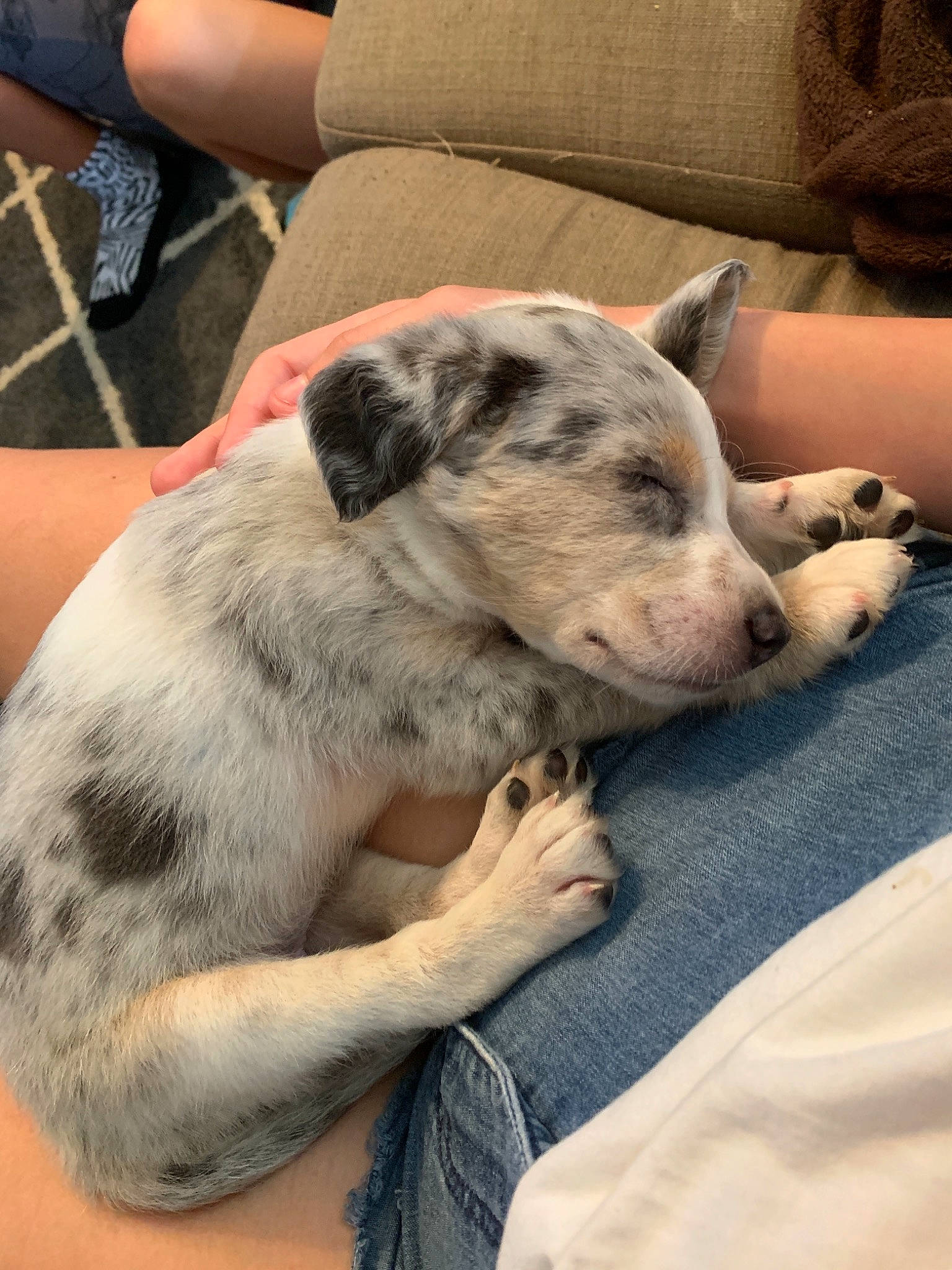 Ivy joined the competition — help win amazing prizes! australian_cattle_dog, canidae, carnivore, catahoula_bulldog, companion_dog, dog, dog_breed, fawn, great_dane, koolie, louisiana_catahoula_leopard_dog, mammal, non_sporting_group, puppy, puppy_love, texas_heeler, vertebrate