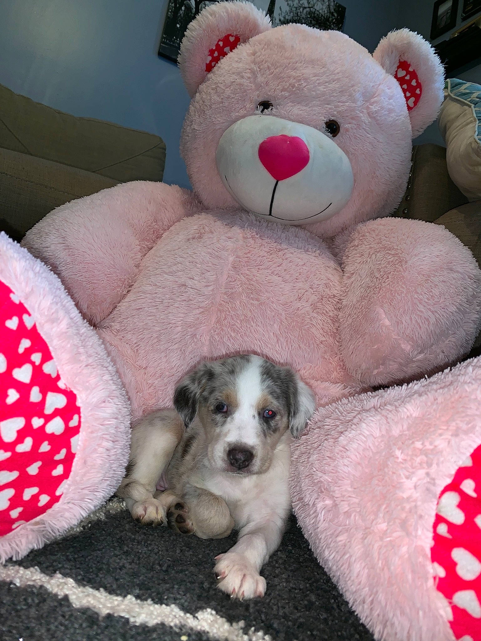 Ivy joined the competition — help win amazing prizes! canidae, carnivore, companion_dog, dog, dog_breed, mammal, pink, puppy, puppy_love, sporting_group, vertebrate