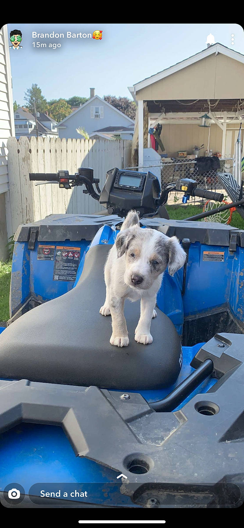 Ivy joined the competition — help win amazing prizes! canidae, carnivore, dog, dog_breed, non_sporting_group, sporting_group, vehicle