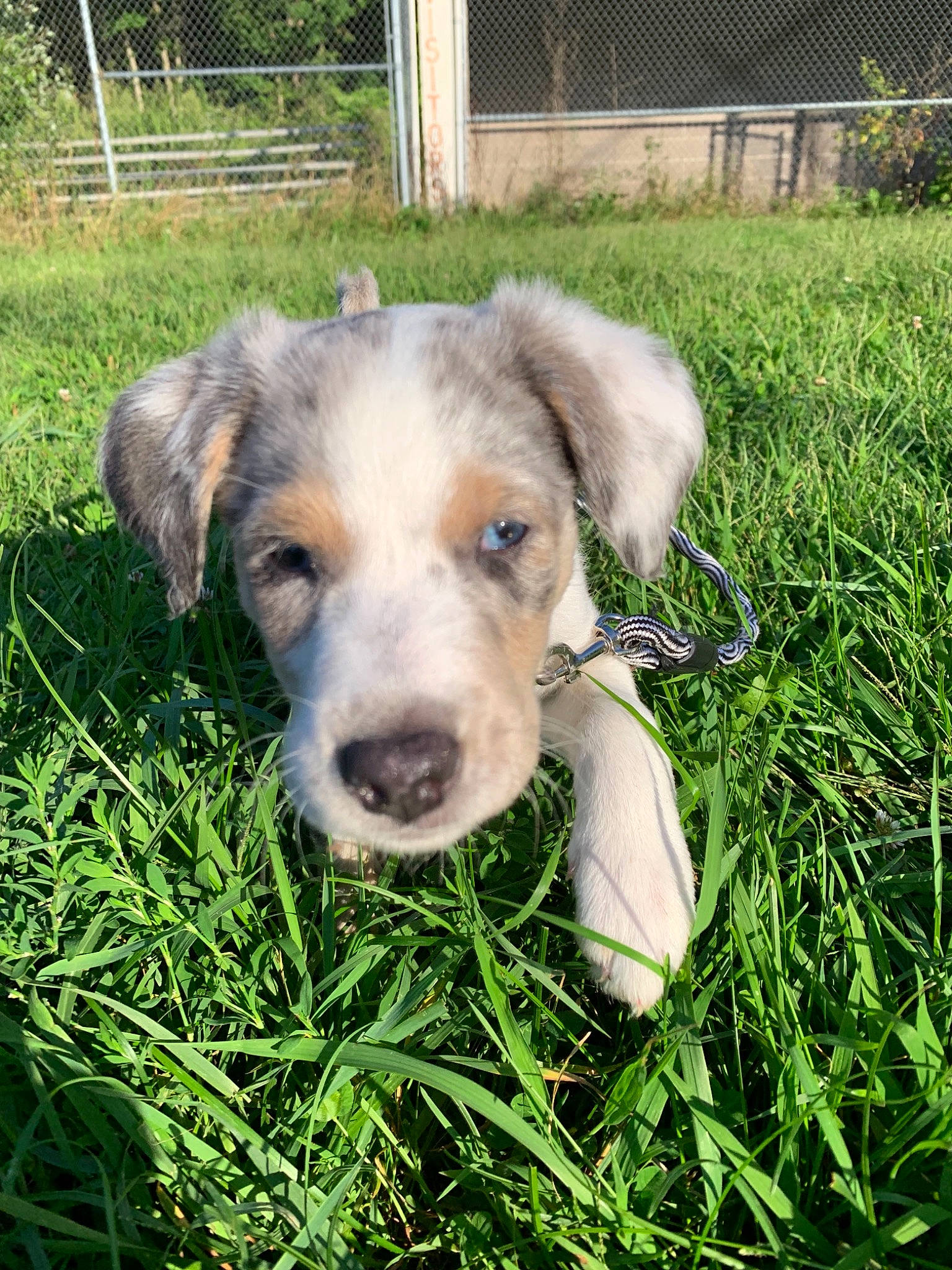 Ivy joined the competition — help win amazing prizes! canidae, carnivore, catahoula_bulldog, companion_dog, dog, dog_breed, grass, louisiana_catahoula_leopard_dog, mammal, plant, potcake_dog, puppy, rare_breed_dog, snout, sporting_group
