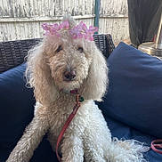 Wasabi Ray is registered to the contest to win money with this photo: calm, companion, curly_fur, cushion, cute, dog, domestic_animal, fence, flower_crown, fluffy, leash, navy_blue, outdoor, patio, pet, poodle, relaxed, sitting, white_fur, wicker_chair