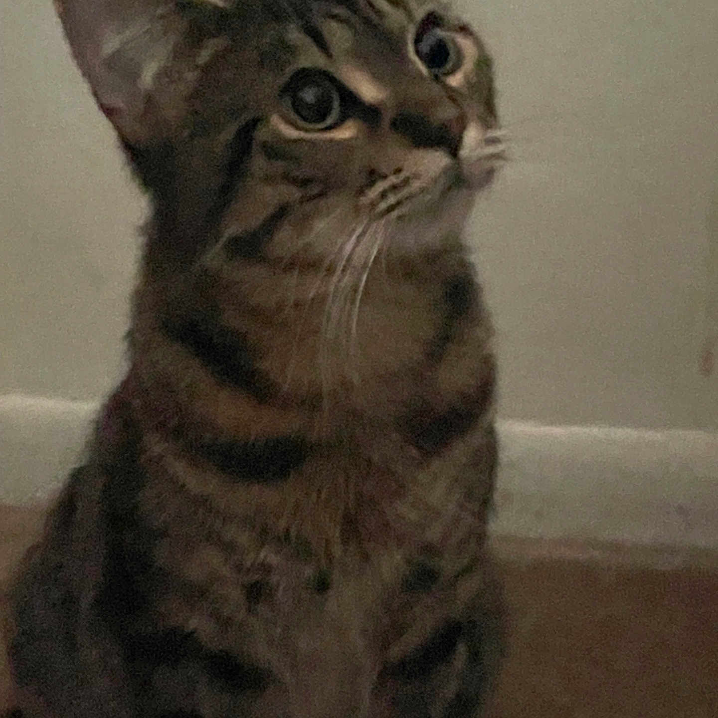 Coco